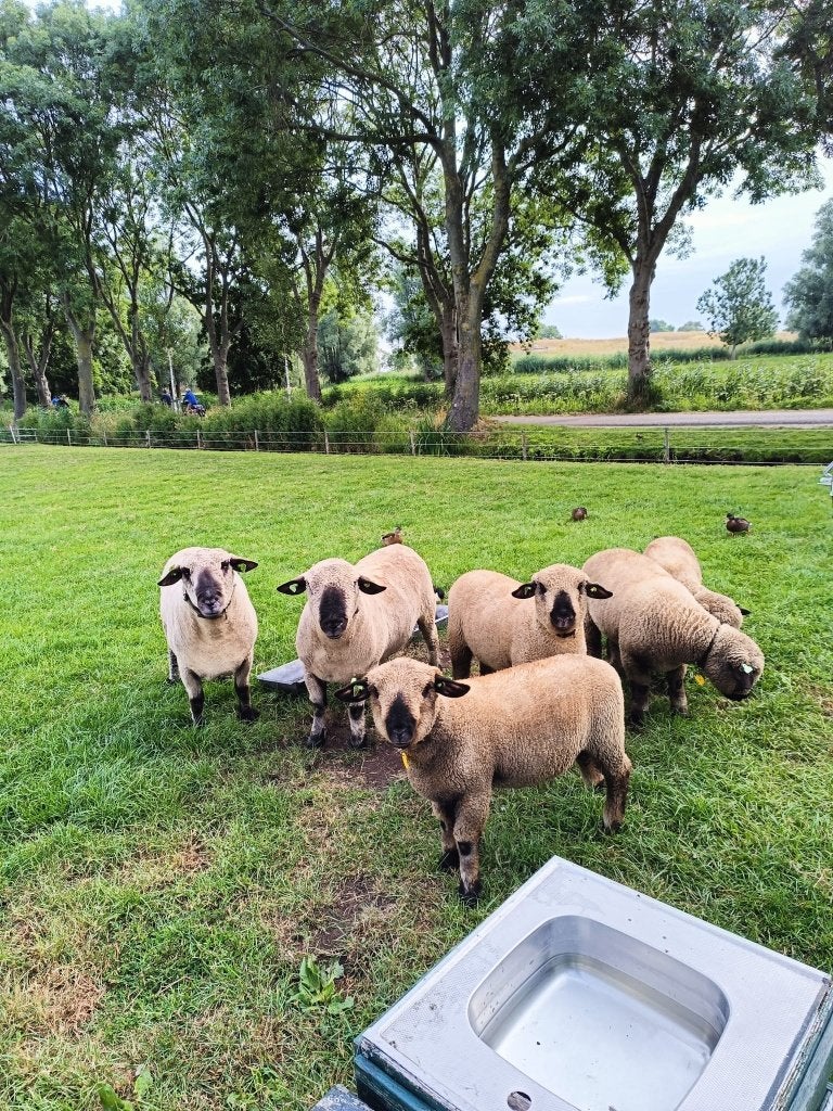 Hampshire down ram lammeren, Mannelijk, Schaap, 0 tot 2 jaar