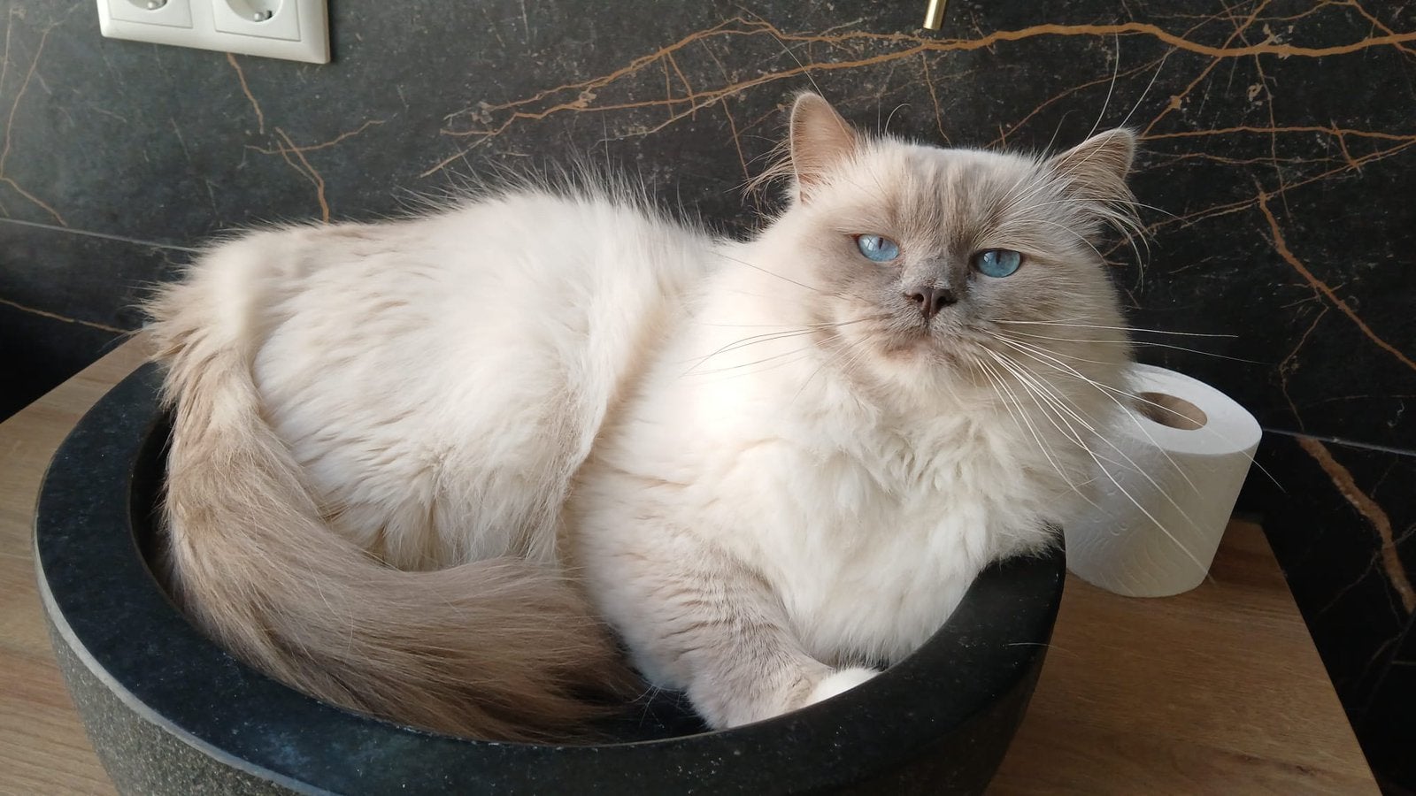 Ragdoll Dekkater lilac colourpoint, 0 tot 2 jaar
