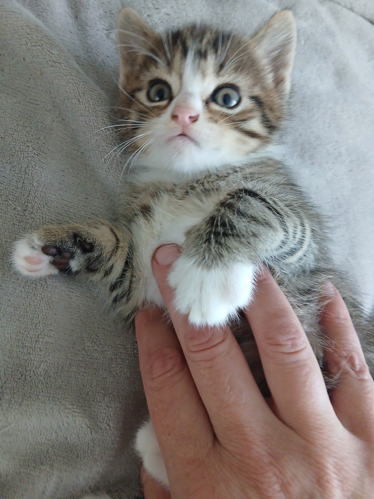aanhankelijke kittens (nog 2 beschikbaar), Dieren en Toebehoren, Meerdere dieren, Kortharig, 0 tot 2 jaar