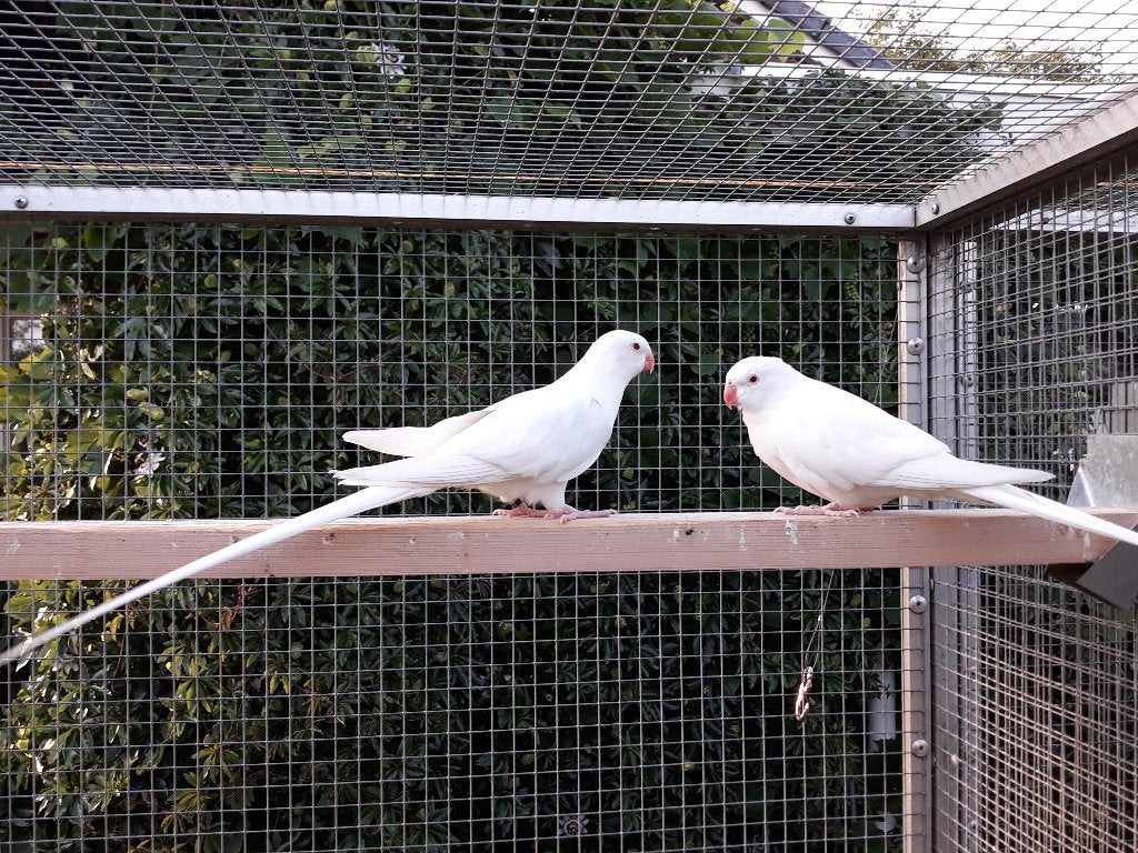 GEVRAAGD: Princess of Wales, Dieren en Toebehoren, Mannelijk, Parkiet, Geringd