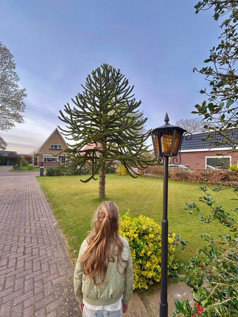 Prachtige, gezonde Apenboom / Slangenden, Ophalen, Bloeit niet, Halfschaduw, Overige soorten