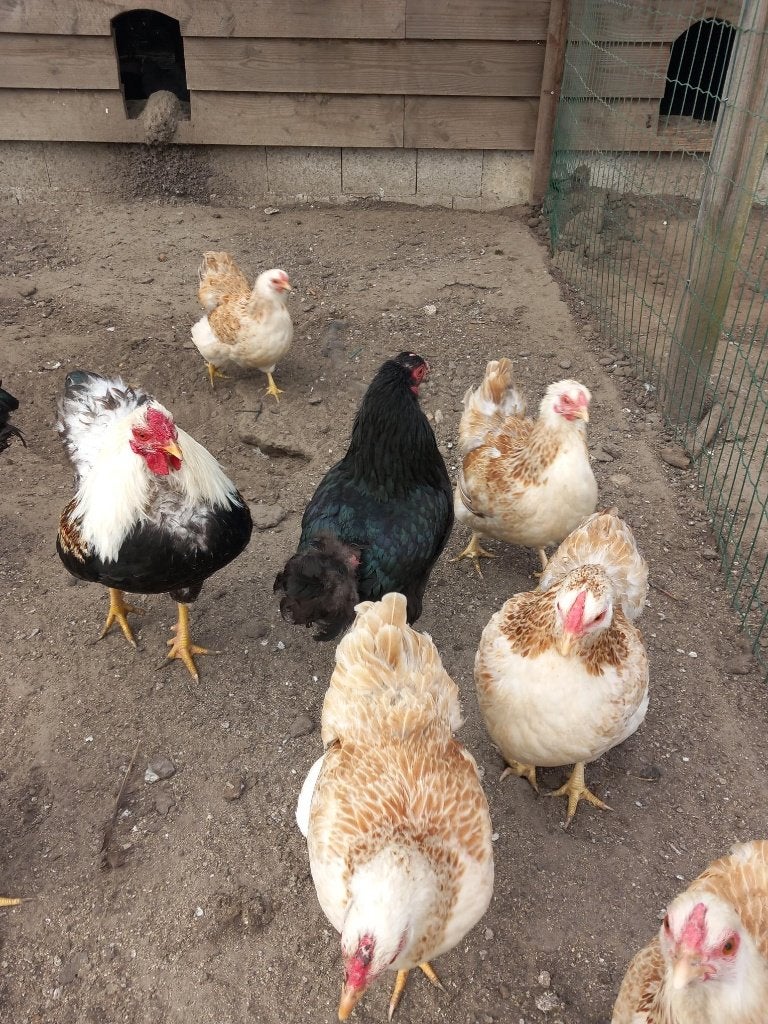 Wyandotte kriel hennen, Dieren en Toebehoren, Pluimvee, Vrouwelijk, Kip