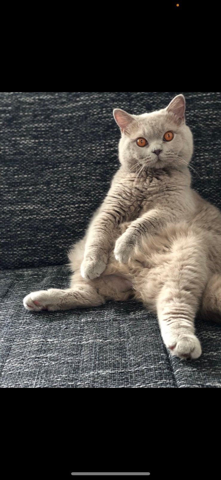 Brits Britse korthaar kater, Dieren en Toebehoren, Katten en Kittens | Raskatten | Korthaar, Kater, Gechipt