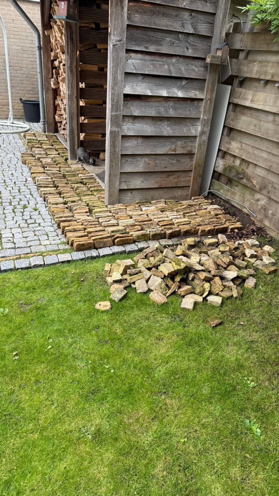 Partij boeren geeltjes ruim 500 stuks, Tuin en Terras, Ophalen, Gebruikt