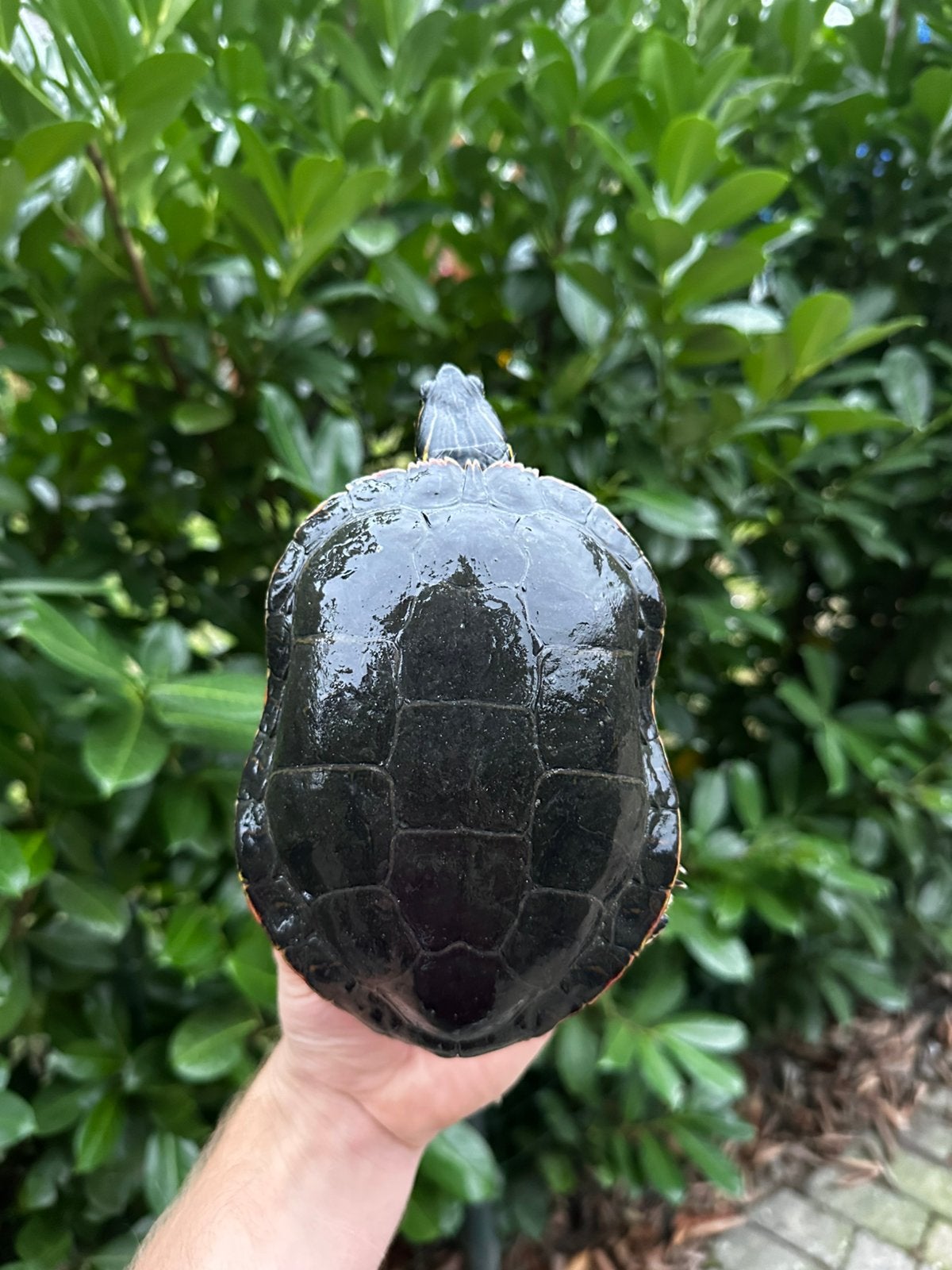 Chrysemys picta belli - Westelijke sierschildpad Turtle photo 6