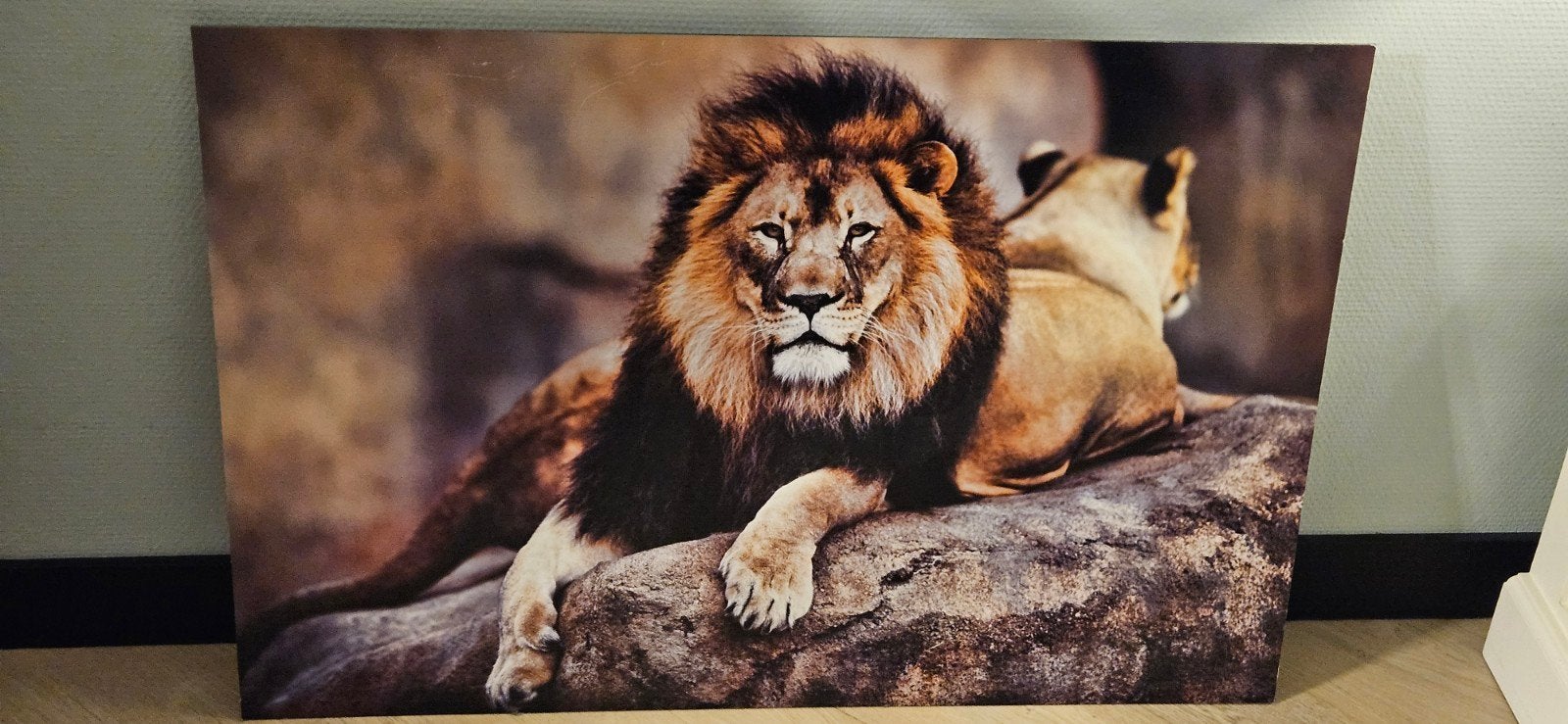 foto schilderij leeuw, Ophalen, Schilderij