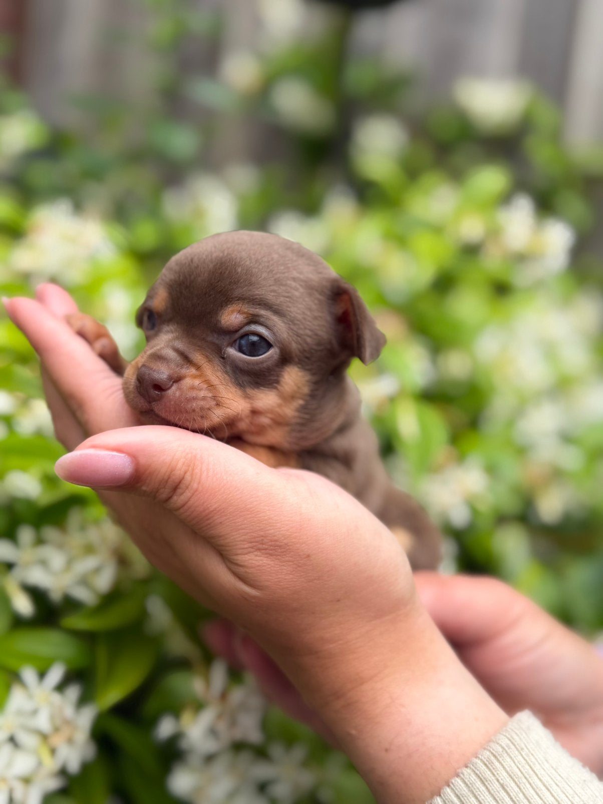 🌸Prachtige chihuahua pups, 8 tot 15 weken, Meerdere, Meerdere dieren, Chihuahua
