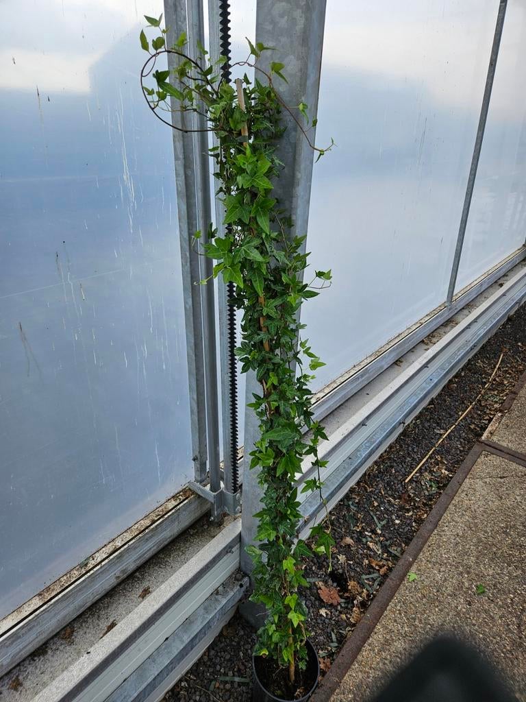 Hedera helix shamrock, Tuin en Terras, Planten | Tuinplanten, Eenjarig, Ophalen of Verzenden, Bloeit niet, Halfschaduw