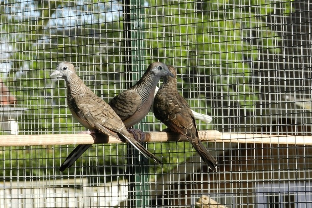 Te koop Zebraduif doffers uit buitenvoliere, Dieren en Toebehoren, Meerdere dieren, Overige soorten