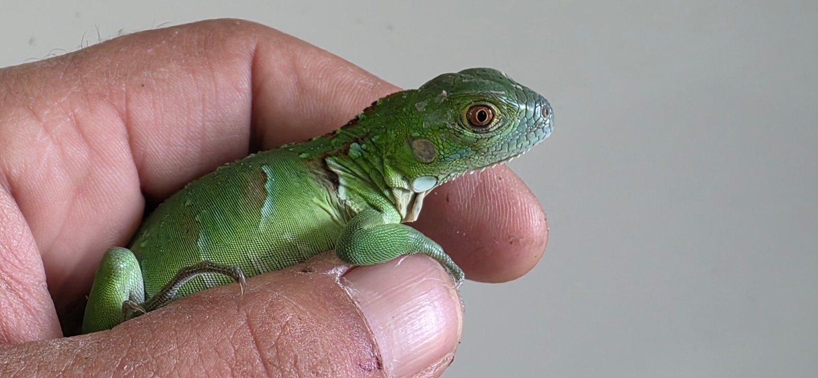 Groene leguanen , morphs, Dieren en Toebehoren, Hagedis, 0 tot 2 jaar