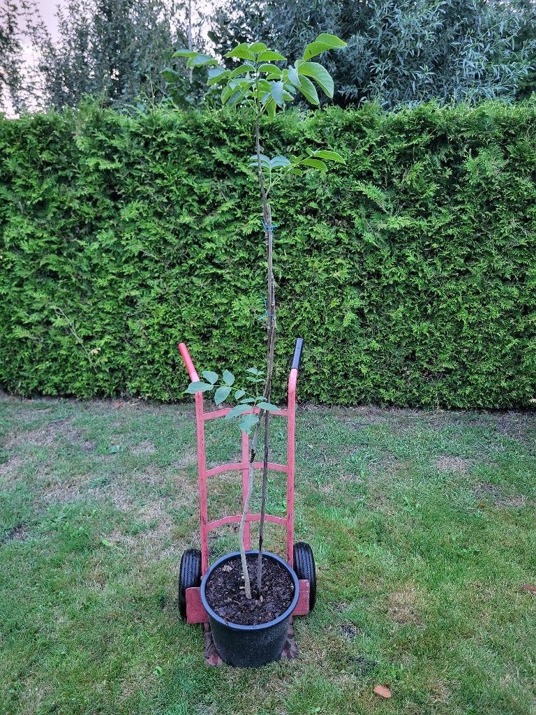 Walnotenboom, Tuin en Terras, Planten | Fruitbomen, Ophalen, Lente, Volle zon, In pot