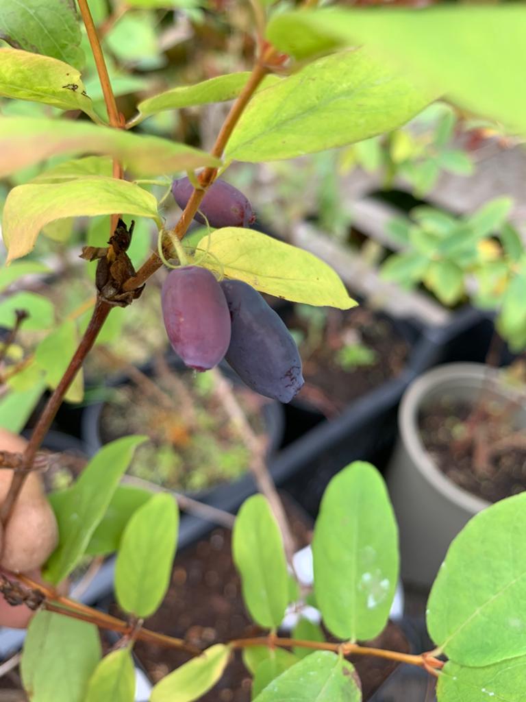 Diverse soorten honingbessen 3 l pot, Ophalen, Overige soorten, Volle zon