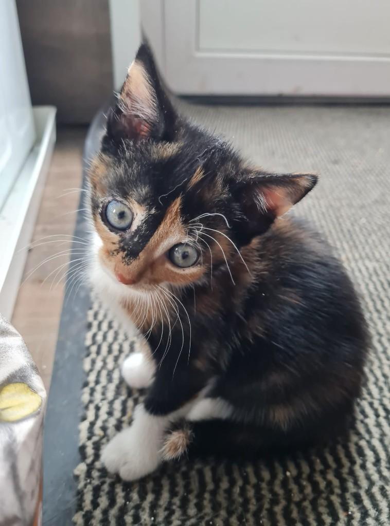 Lieve boerderijkittens(zwartmet wit,zwart,lapjes), Dieren en Toebehoren, Katten en Kittens | Overige Katten, Meerdere dieren, Kortharig
