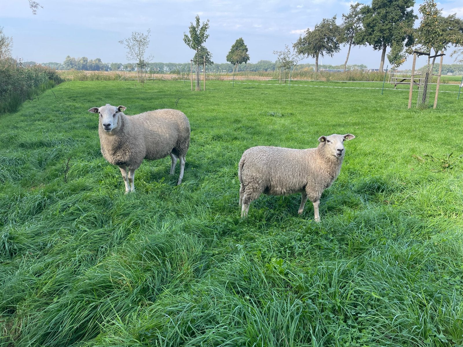 Swifter ram schaap