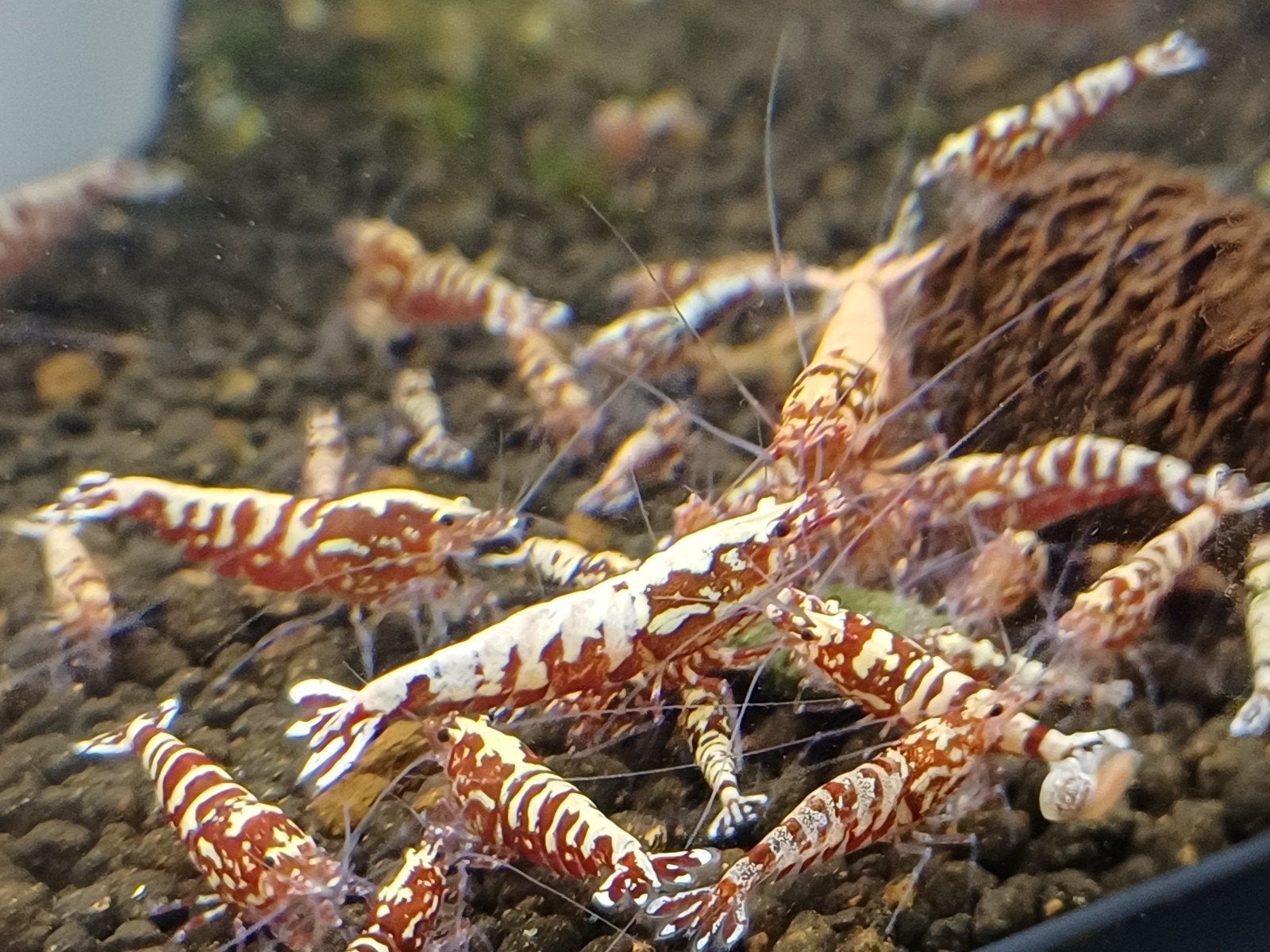 galaxy garnalen, Dieren en Toebehoren, Kreeft, Krab of Garnaal