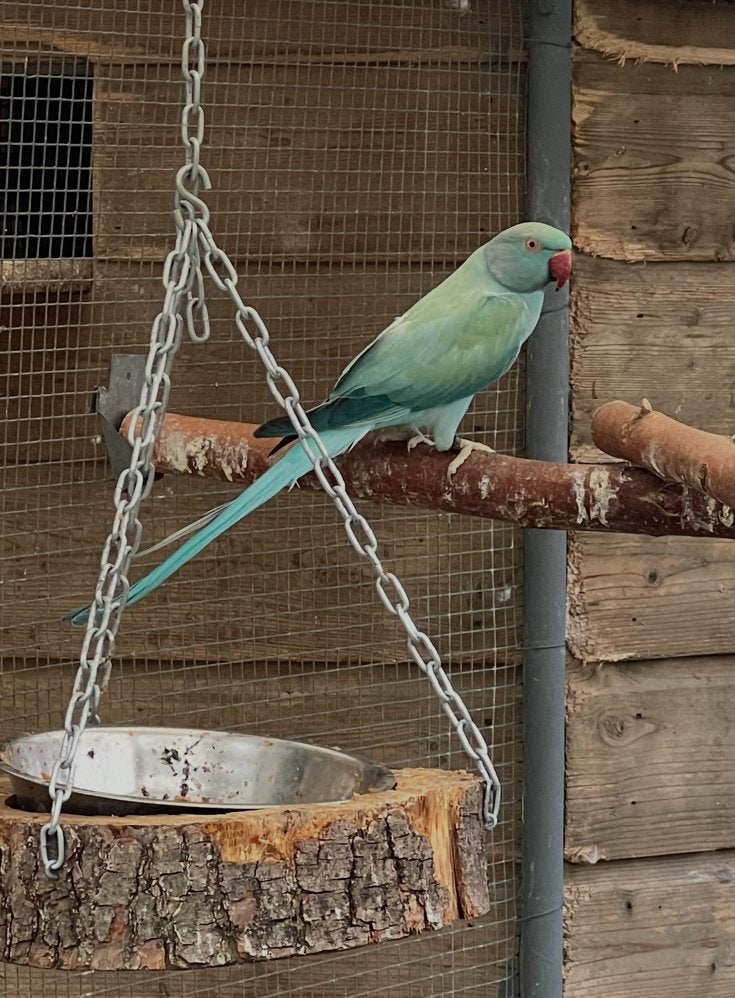 Koppel halsbandparkieten., Dieren en Toebehoren, Vogels | Parkieten en Papegaaien, Meerdere dieren, Parkiet, Geringd