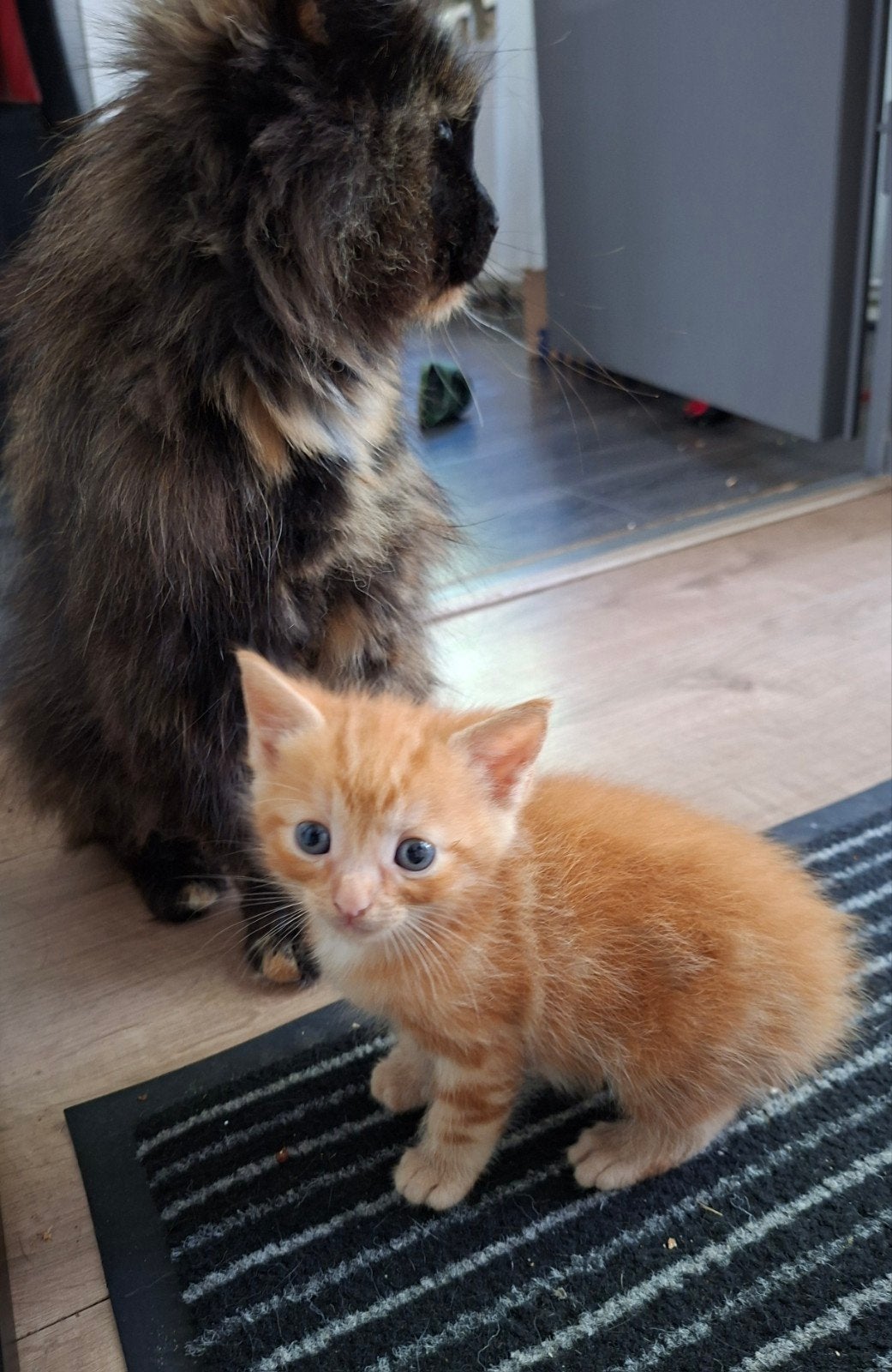Halflangharige kittens, Meerdere dieren