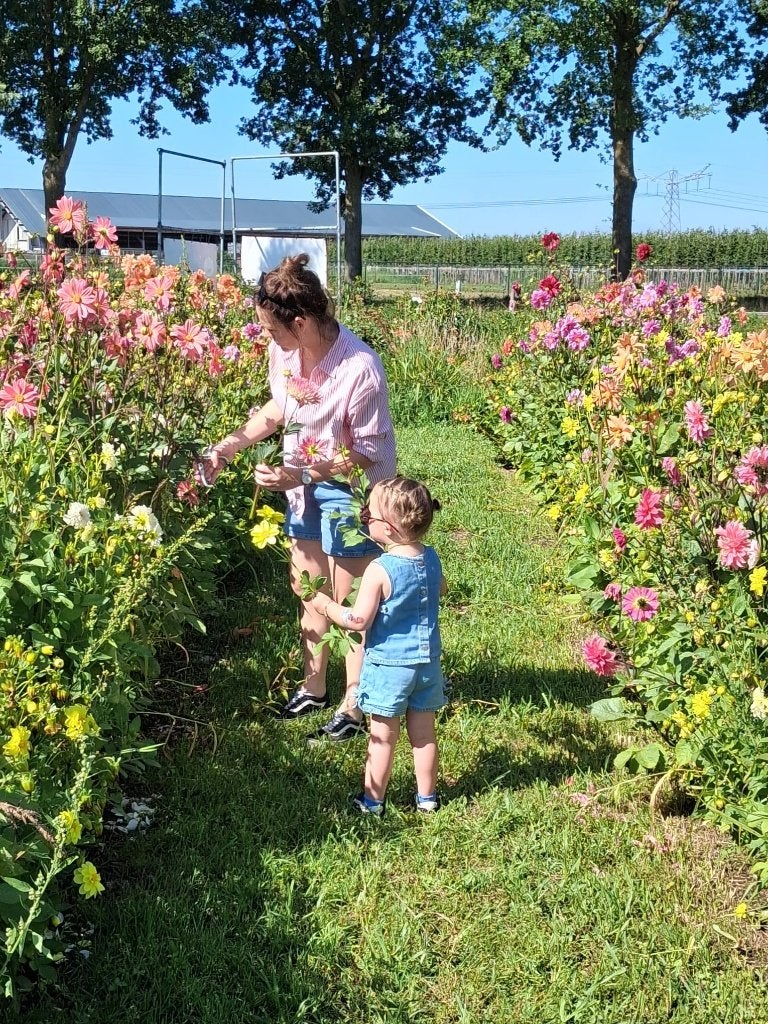 bloemen pluktuin en boerengolf maisdoolhof, Volle zon, Eenjarig, Zomer, Ophalen