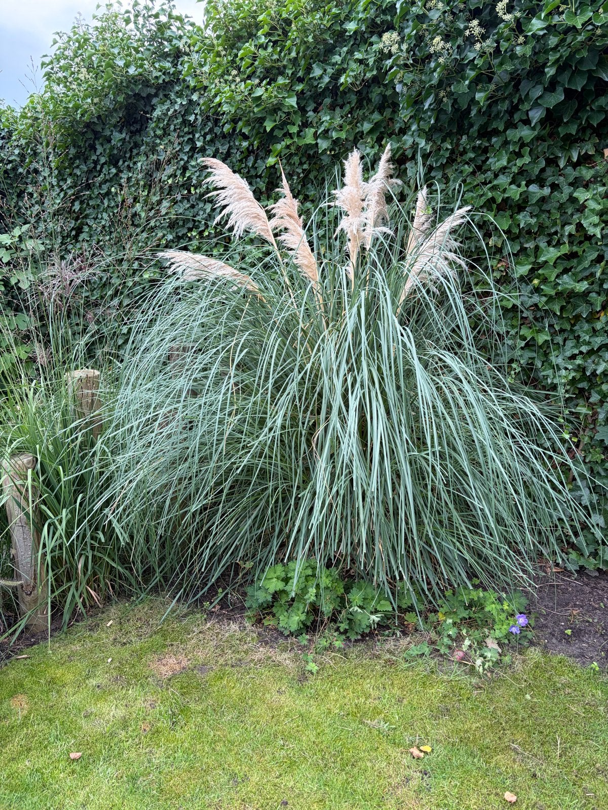 Pampasgras (Cortaderia selloana) - Grote siergras, Ophalen, Volle zon, Vaste plant, Siergrassen