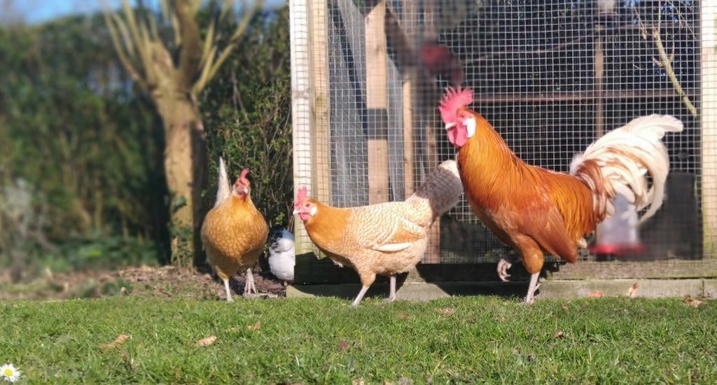 Broedeieren friese hoenders geel/wit pel., Dieren en Toebehoren, Geslacht onbekend, Kip