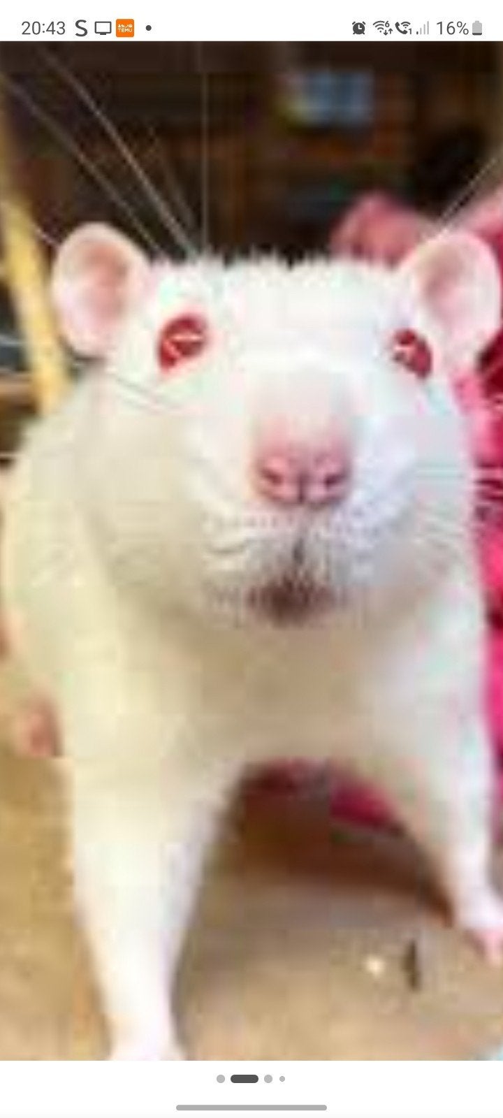 Albino rat gezocht, Dieren en Toebehoren, Knaagdieren, Maart, Geslacht onbekend, Rat