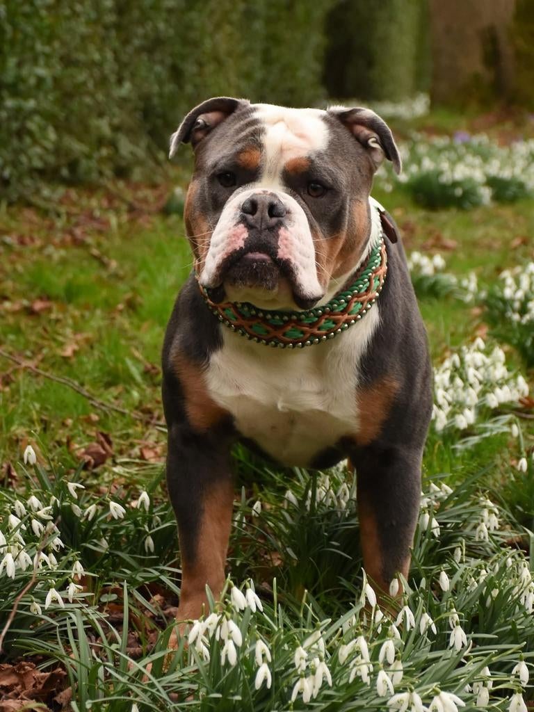 Old English Bulldog dekreu, Reu, 1 tot 2 jaar, Parvo, Eén hond