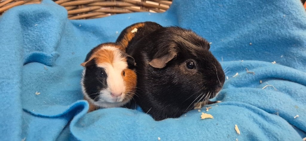 Cavia Koppel FLOYD & FINN uit de opvang zoeken een tehuis!, Cavia, Juni, Meerdere dieren, Tam