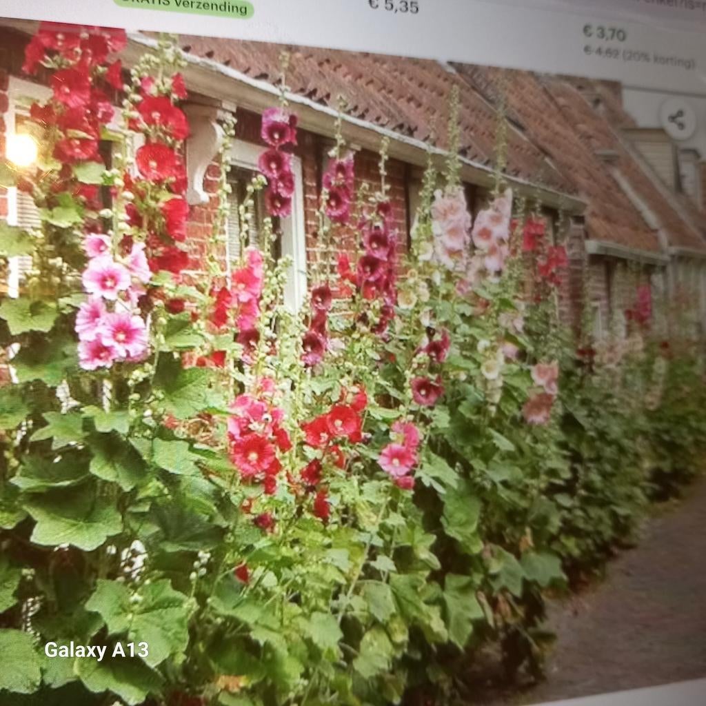 Stokrozen - laatste 10 stuks, Overige soorten, Volle zon, Ophalen of Verzenden, Tweejarig