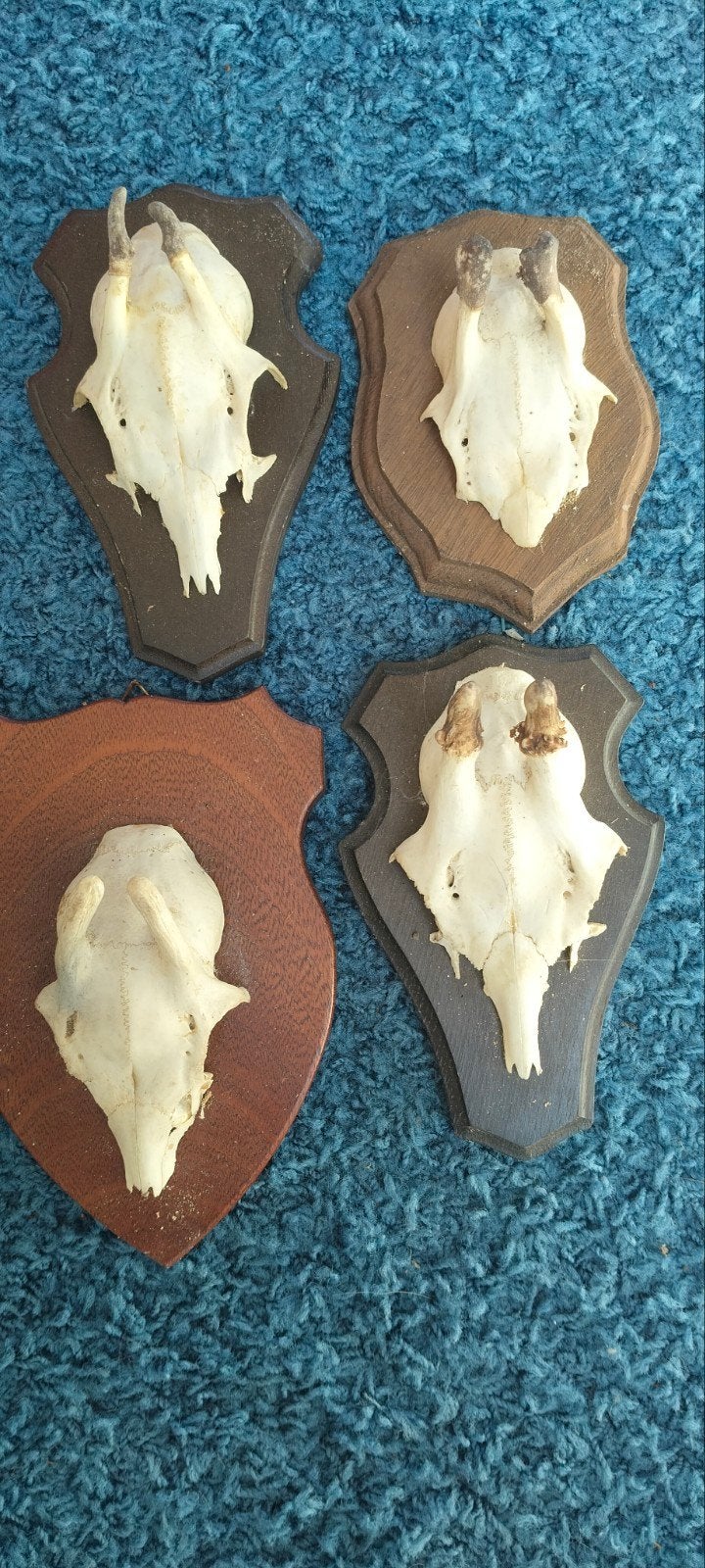 Geweitjes., Verzamelen, Mineralen en Fossielen, Ophalen of Verzenden