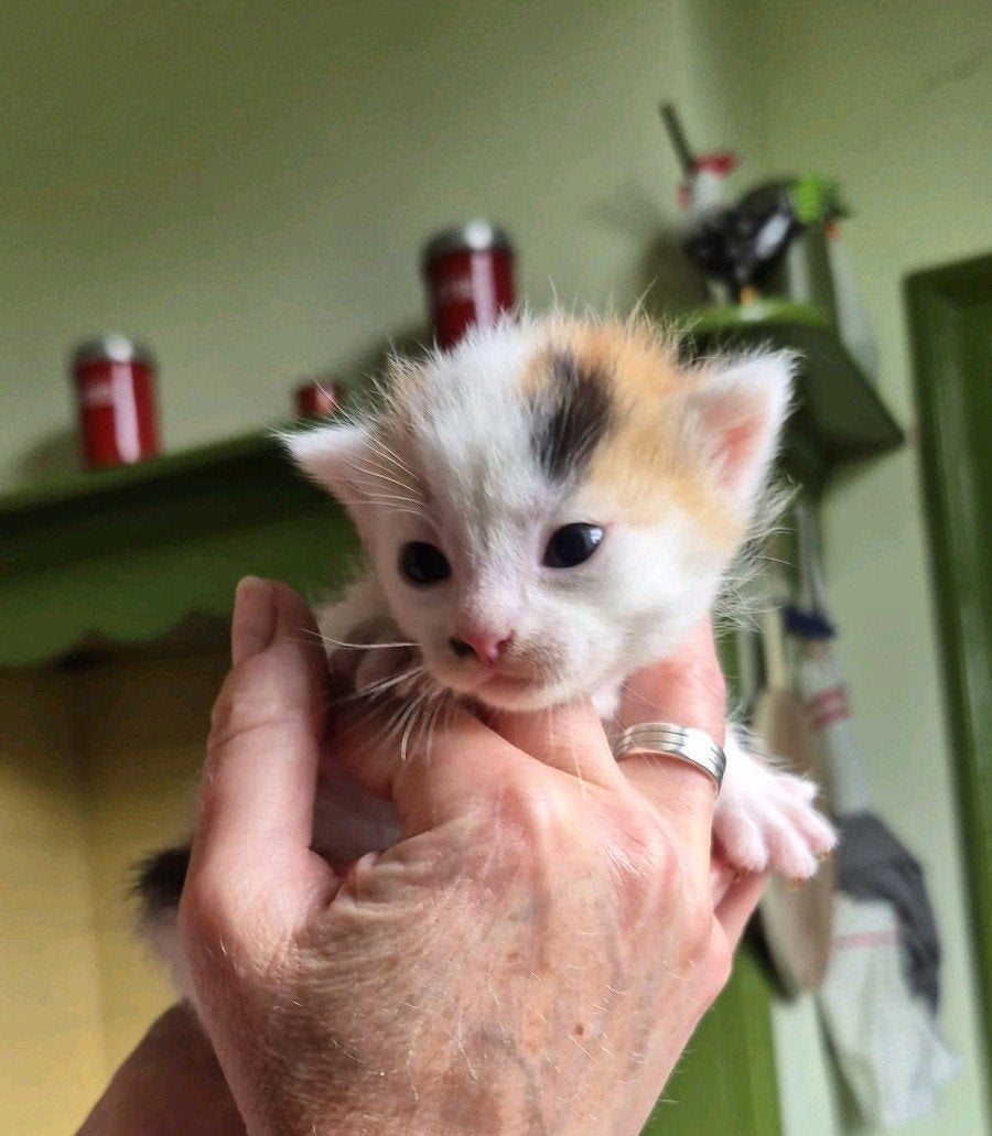 Super schattige kittens te koop, Dieren en Toebehoren, Katten en Kittens | Overige Katten, Meerdere dieren