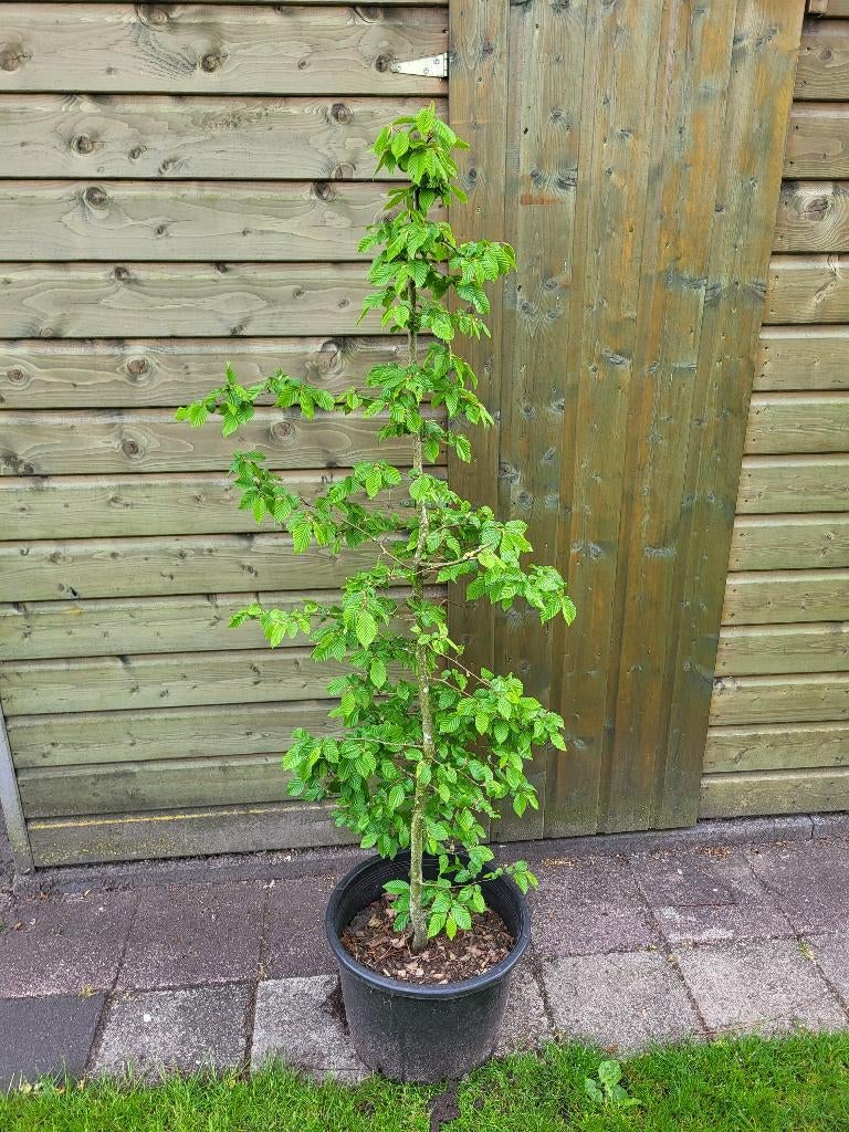 Haagbeuk, Bloeit niet, Halfschaduw, Overige soorten, 100 tot 250 cm