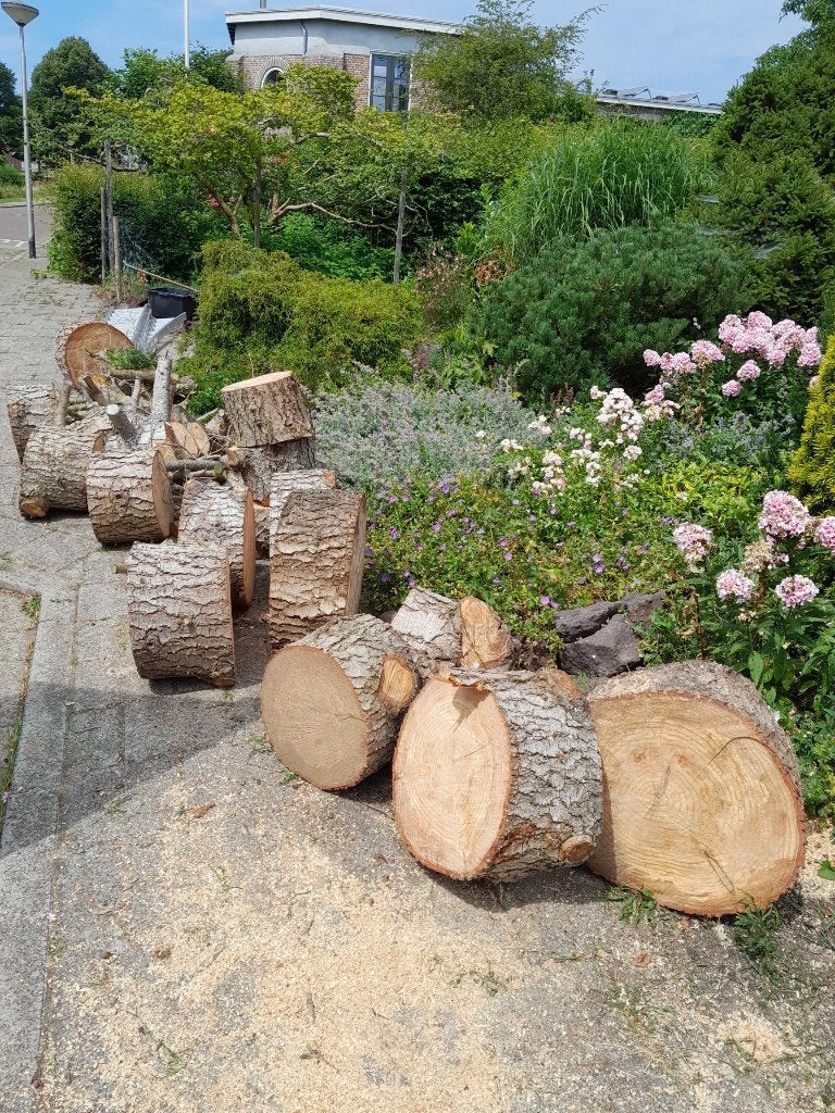 gratis 18 schijven van denneboom, Minder dan 3 m³, Ophalen, Overige houtsoorten, Blokken
