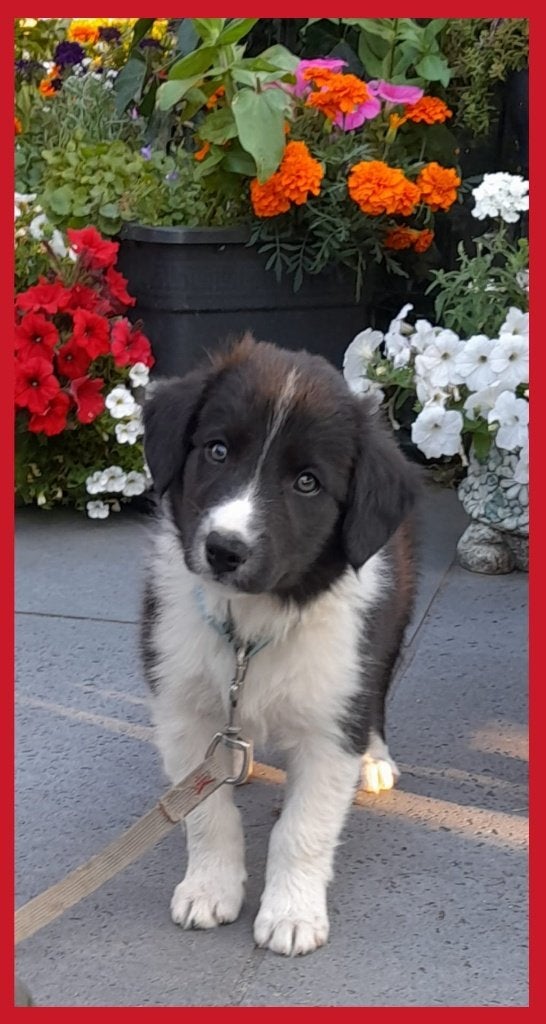 Herplaatsing: Prachtig lief Border Collie pup reu, Dieren en Toebehoren, Reu, Collie, Eén hond, Nederland