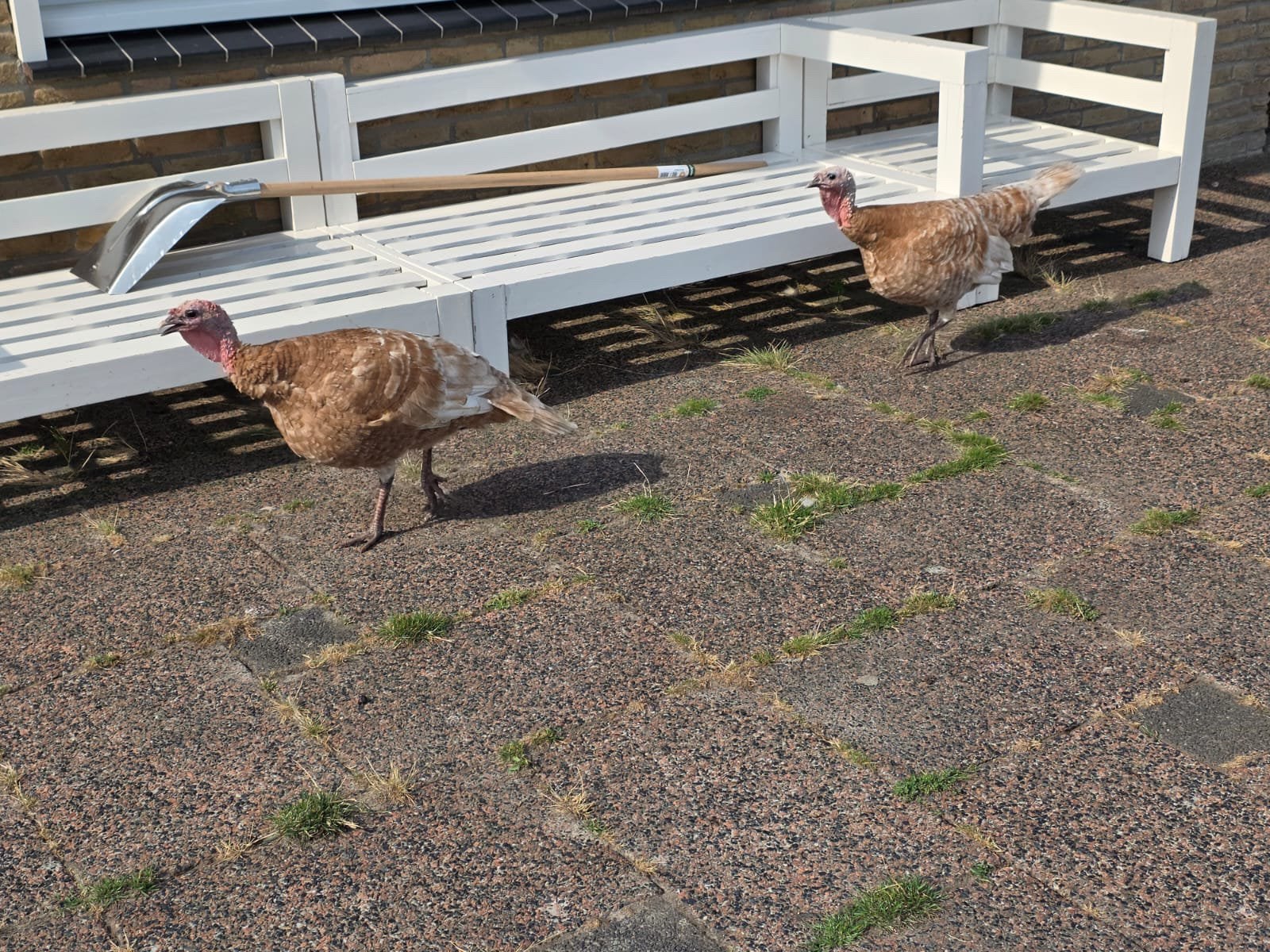Biologisch gekweekte Kalkoenen te koop vanaf €15 p.st, Dieren en Toebehoren, Pluimvee, Meerdere dieren, Kalkoen