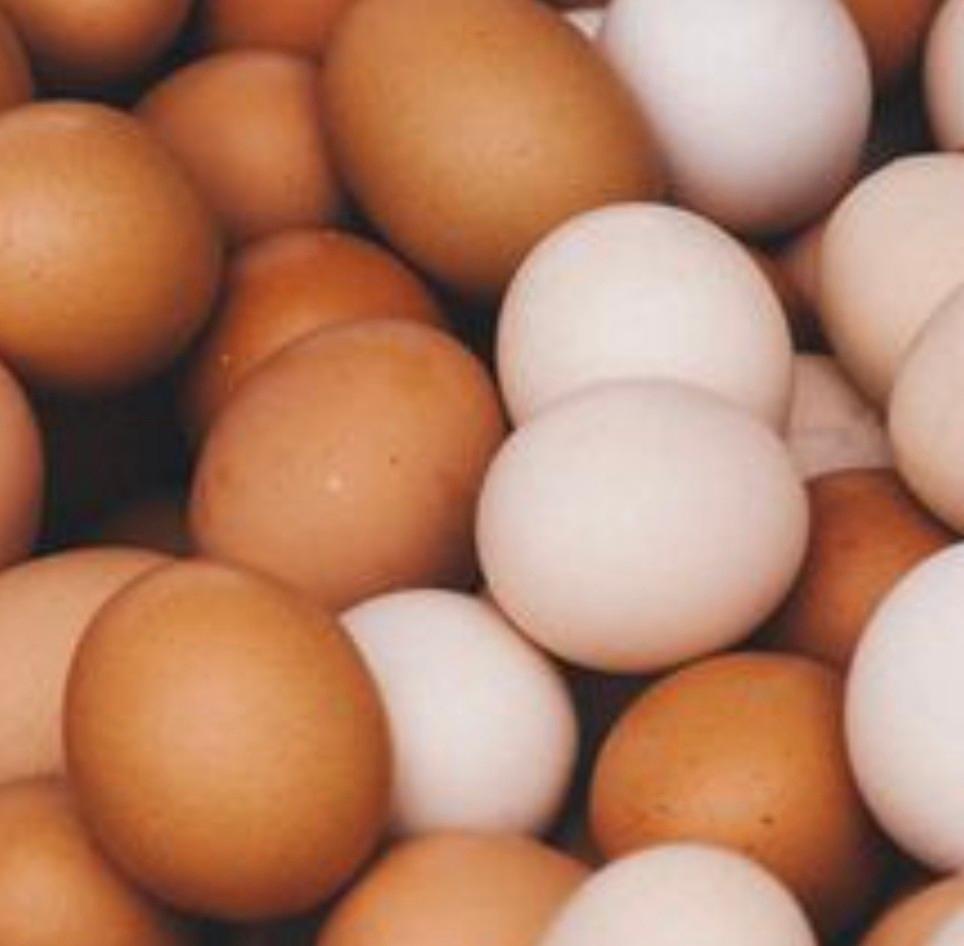 Scharreleieren, Dieren en Toebehoren, Pluimvee, Vrouwelijk, Eend