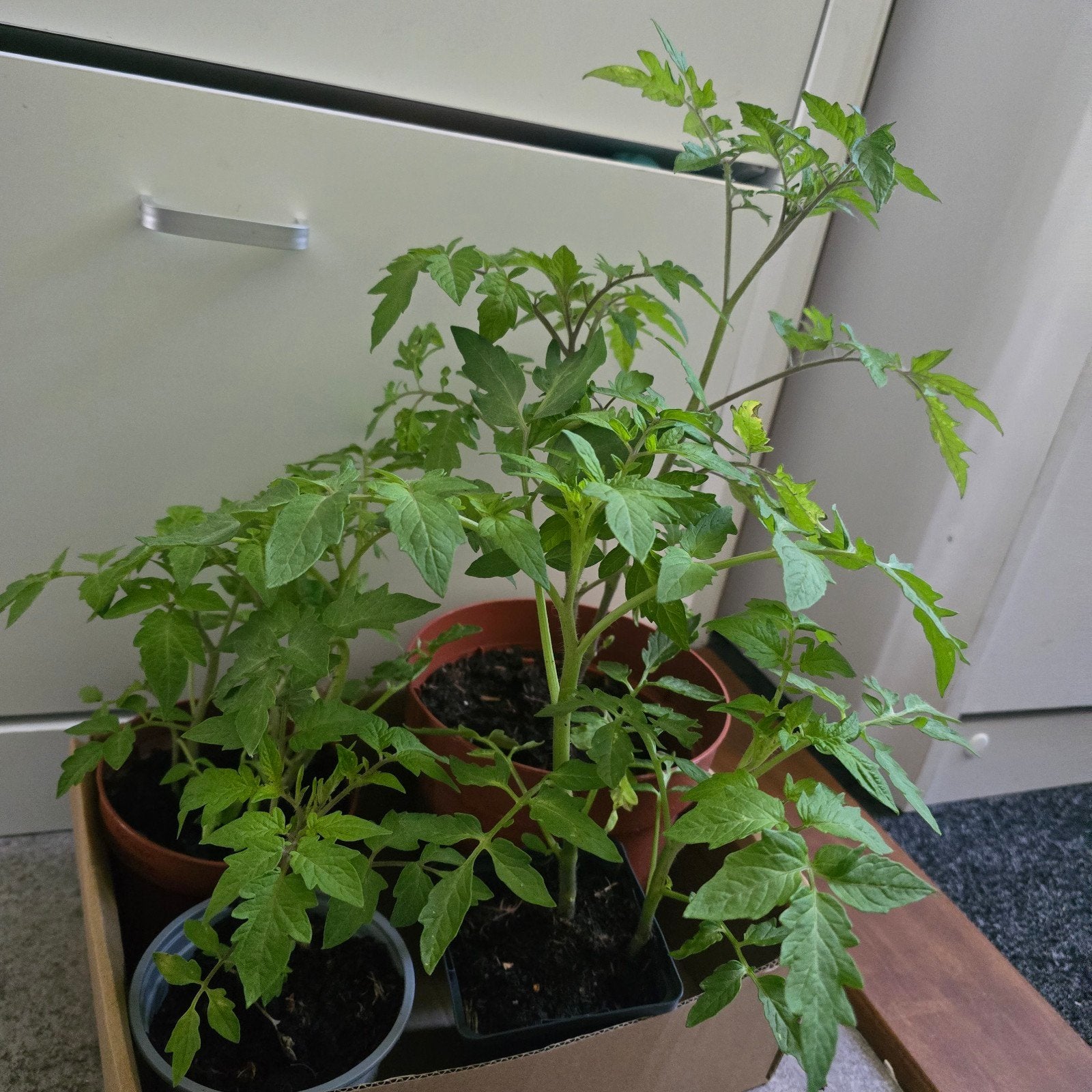 Tomaten planten, Ophalen of Verzenden, Eenjarig, Groenteplanten, Volle zon