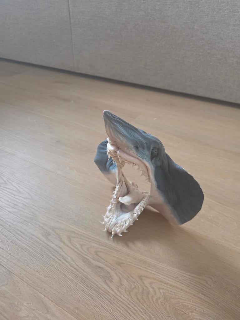 Mako Haai, Verzamelen, Ophalen, Zo goed als nieuw, Wild dier, Gewei of Kop