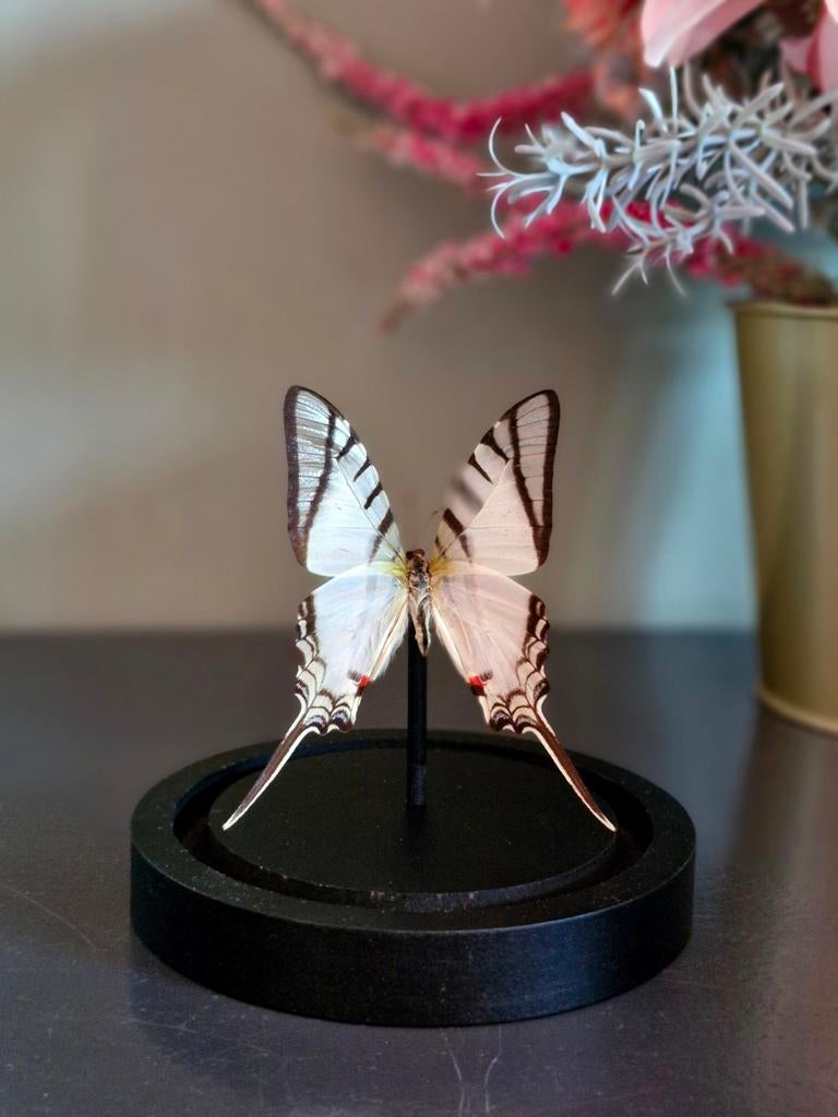Opgezette vlinder, stolp, taxidermie, Ophalen of Verzenden, Nieuw, Huisaccessoire