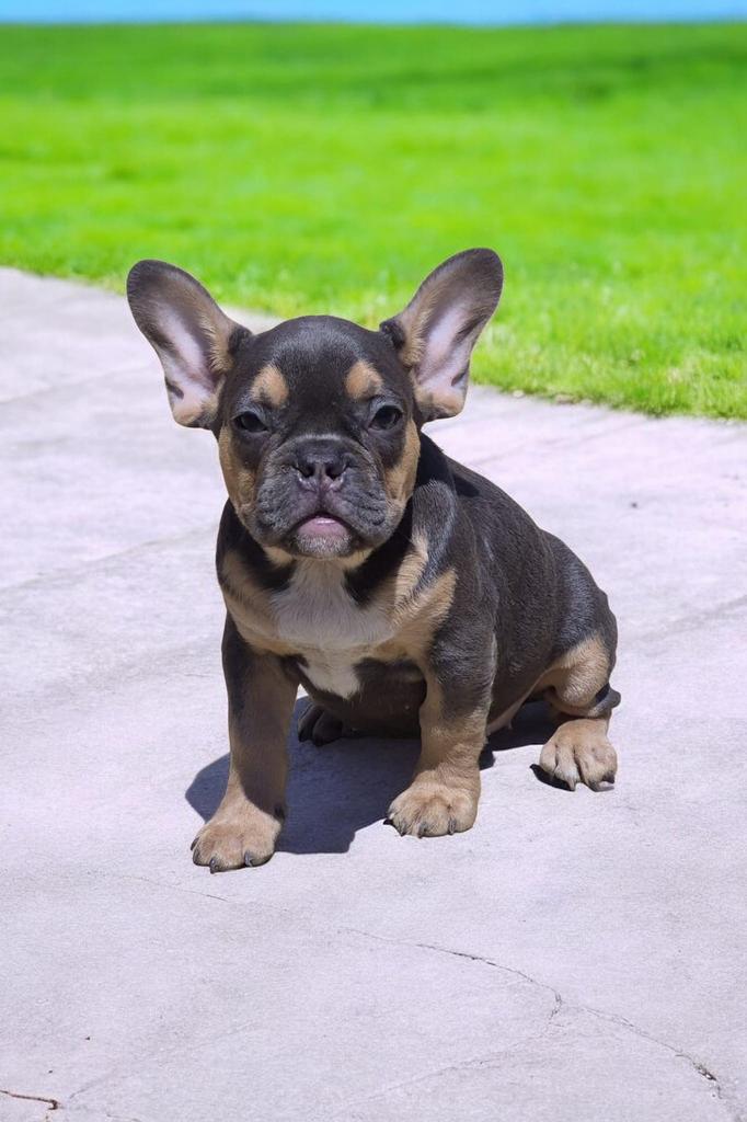 Prachtige Raszuivere Franse Bulldog Pups, Dieren en Toebehoren, Honden | Bulldogs, Pinschers en Molossers, 15 weken tot 1 jaar