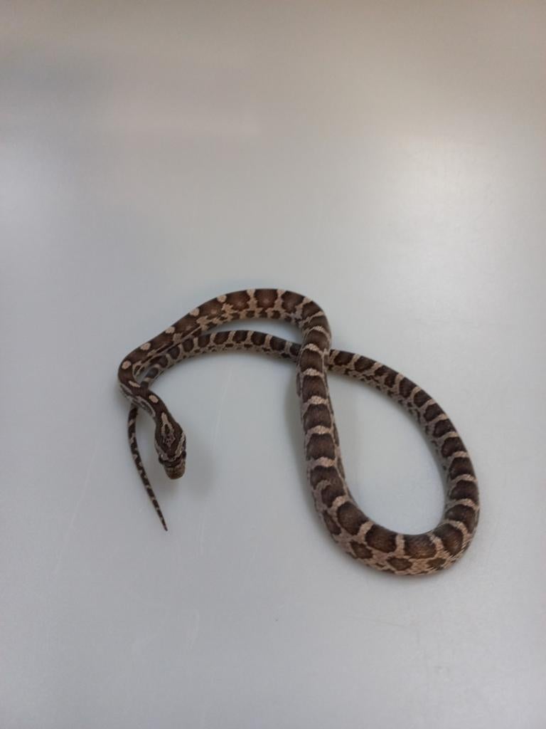 Rattenslang Rat Snake - unknown for sale from De Waterlelie BV