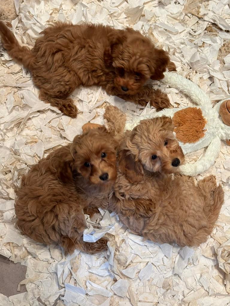 Super knappe mini Doodles ( Maltipoo ) Div.kleuren