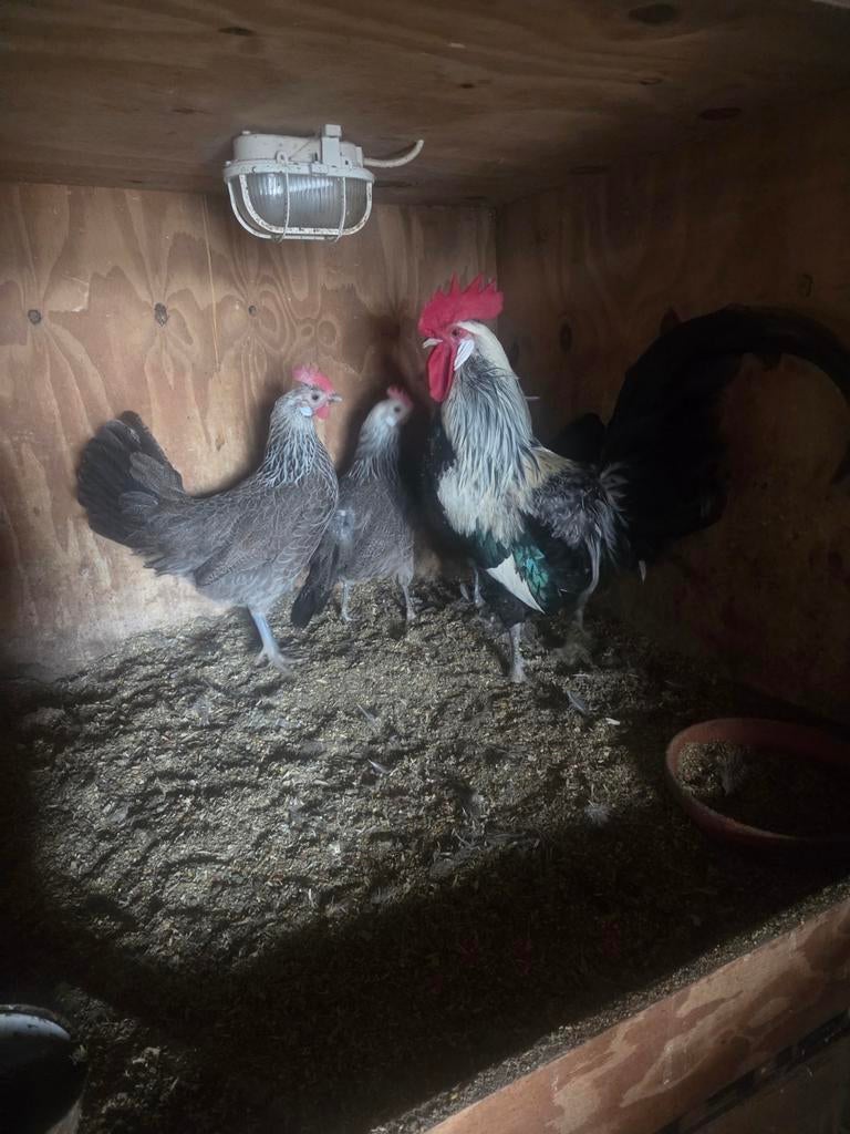 Te koop drents hoen, Dieren en Toebehoren, Pluimvee, Meerdere dieren, Kip