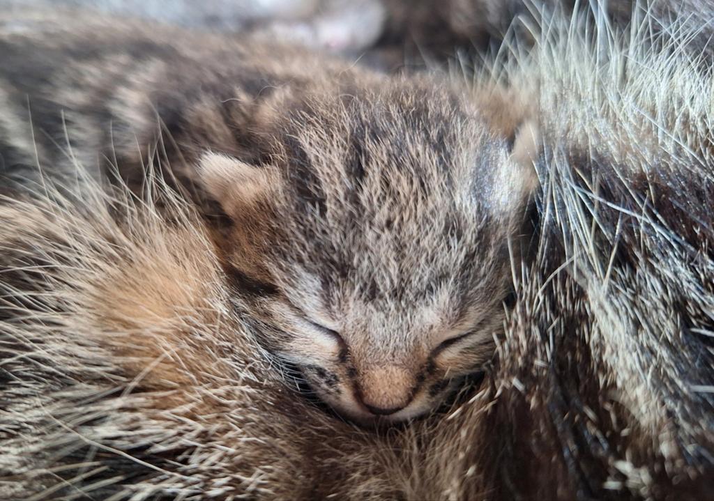 Prachtig nestje tijger kittens katertje poesje, Meerdere dieren, Kortharig, 0 tot 2 jaar
