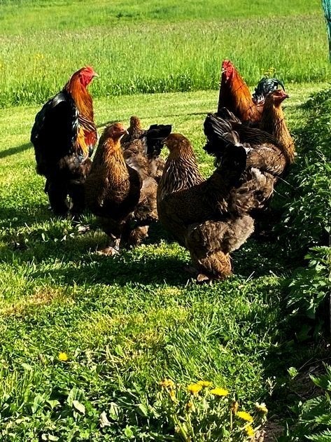 Broedeieren Brahma meerzomig patrijs groot ras, Verzenden, Nieuw, Overige typen
