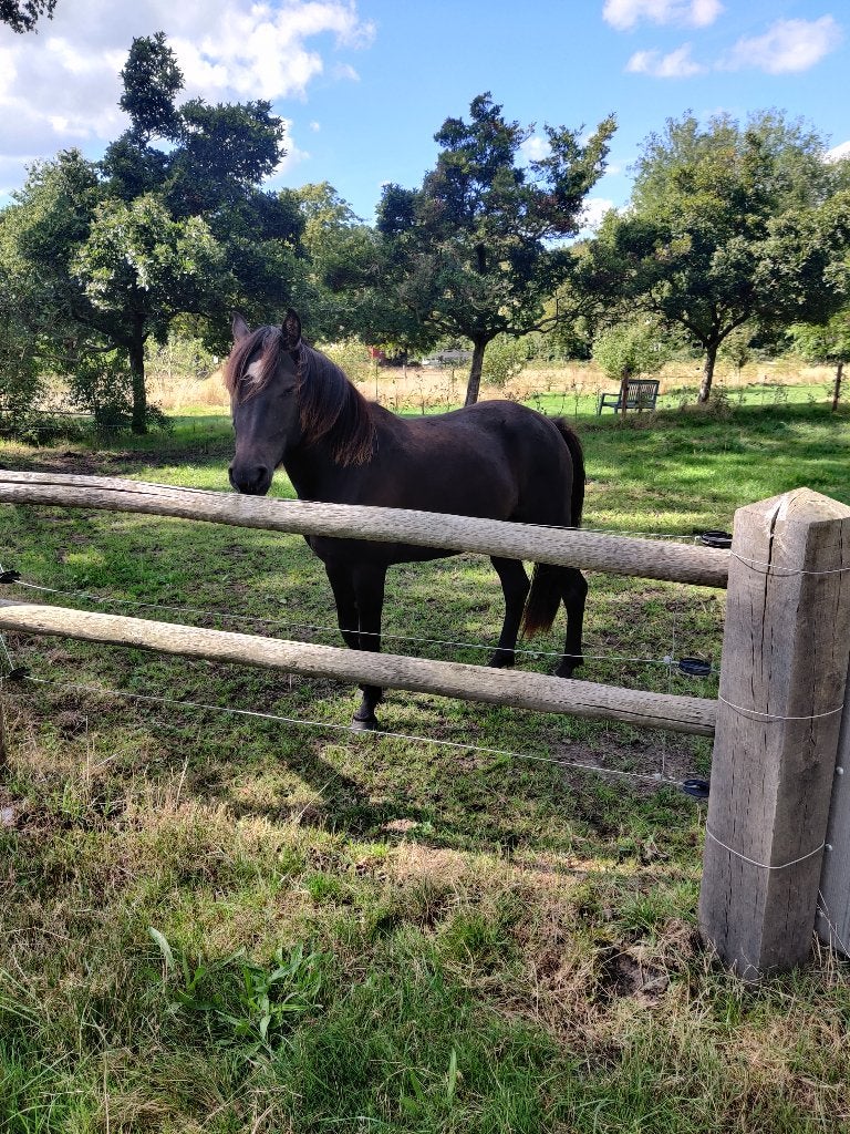 Te koop ijslander kruising, Dieren en Toebehoren, Minder dan 160 cm, 3 tot 6 jaar, Onbeleerd, Recreatiepaard