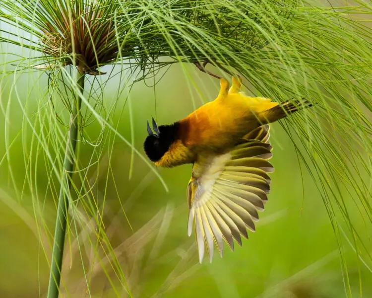 Zwartkopwever man, Dieren en Toebehoren, Vogels | Overige Vogels, Mannelijk, Tropenvogel