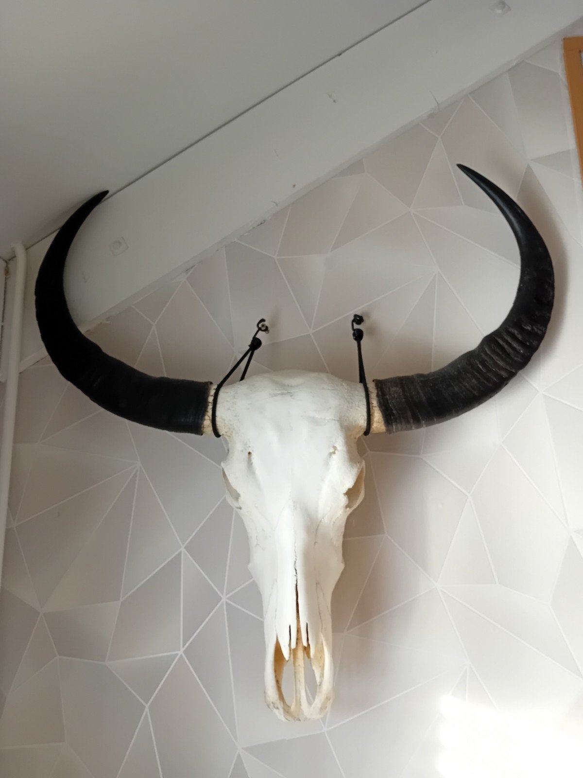 Echte Buffelschedel met Hoorns, Ophalen, Vintage, Gebruikt, Natuurlijk materiaal