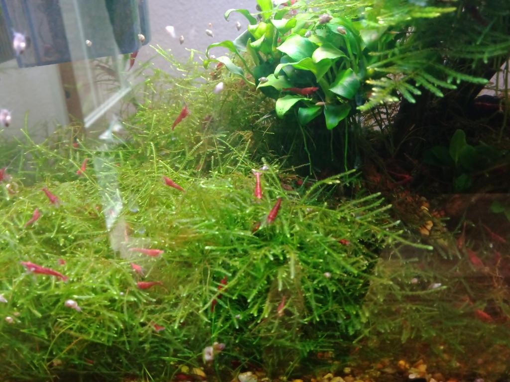 Vuurgarnalen, spotgoedkoop, Dieren en Toebehoren, Kreeft, Krab of Garnaal