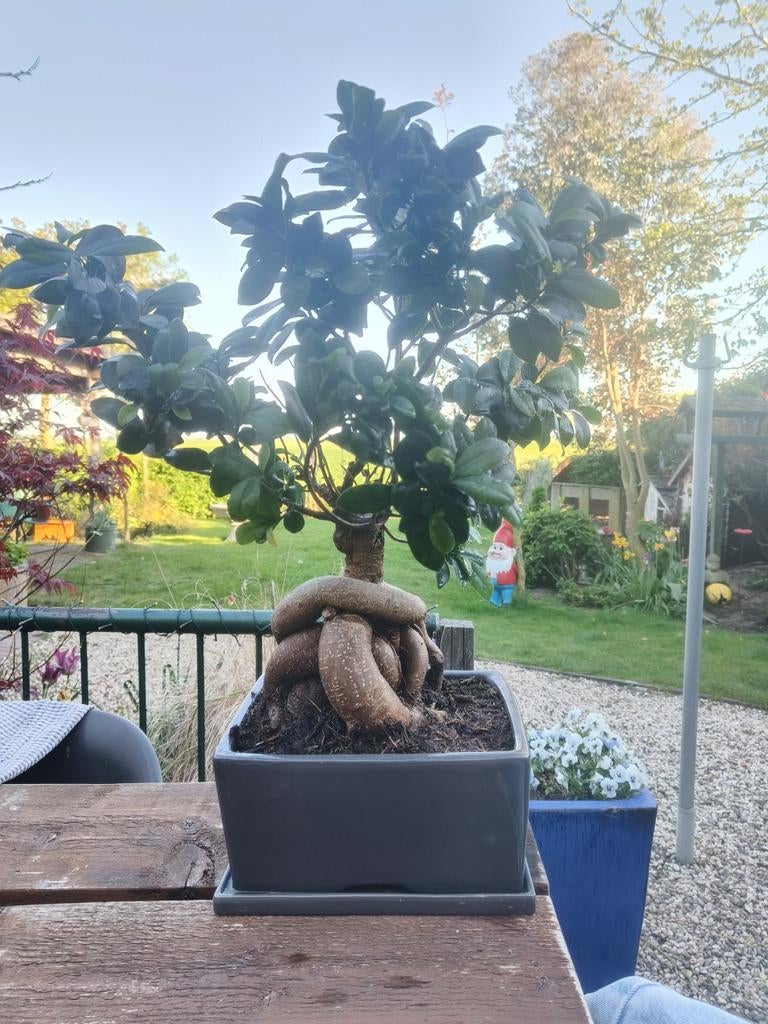 Bonsai boompje in mooie pot, Huis en Inrichting, Kamerplanten, Ophalen, Halfschaduw, Minder dan 100 cm, Bonsai