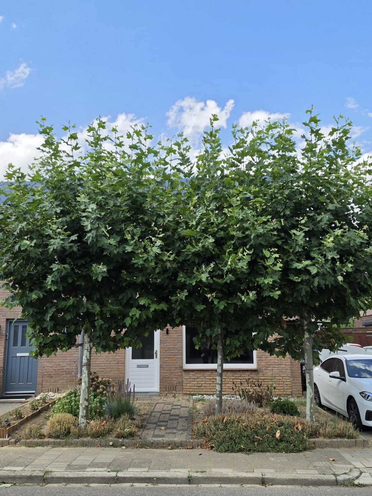 3 mooie leibomen voor uw tuin, Volle zon, Leiboom, Ophalen of Verzenden, 250 tot 400 cm